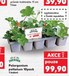 PELARGONIUM PELTATUM