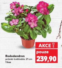 RODODENDRON