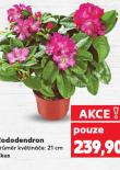 RODODENDRON