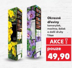 OKRASNÉ DŘEVINY