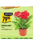 GERBERA MIX