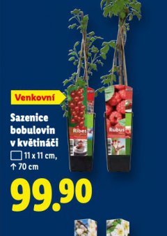 SAZENICE BOBULOVIN V KV�TIN��I