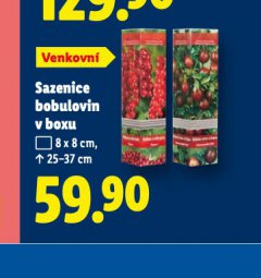 SAZENICE BOBULOVIN V BOXU