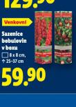 SAZENICE BOBULOVIN V BOXU