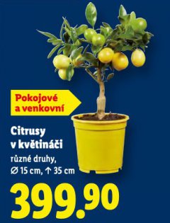 CITRUSY V KV�TIN��I