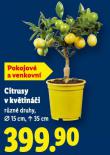 CITRUSY V KV�TIN��I