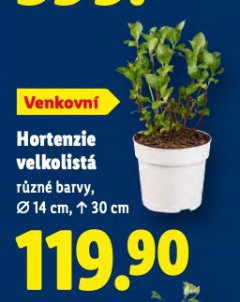 HORTENZIE VELKOLIST�