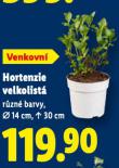 HORTENZIE VELKOLIST�