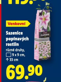 SAZENICE POP�NAV�CH ROSTLIN