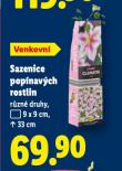 SAZENICE POP�NAV�CH ROSTLIN
