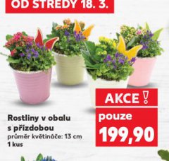 ROSTLINY V OBALU S PŘÍZDOBOU