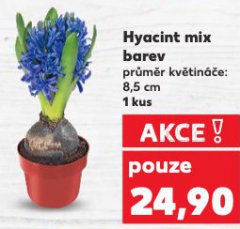 HYACINT MIX BAREV