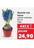 HYACINT MIX BAREV