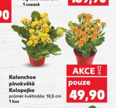 KALANCHOE PLNOKV�T� KOLOPEJKA