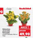 KALANCHOE PLNOKV�T� KOLOPEJKA