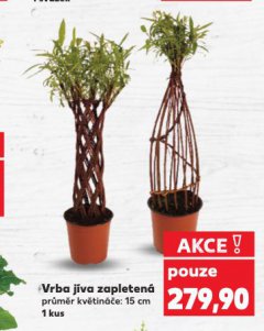 VRBA JÍVA ZAPLETENÁ