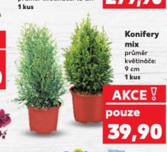KONIFERY MIX