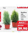 KONIFERY MIX