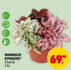 SKVRNOLIST HYPOESTES