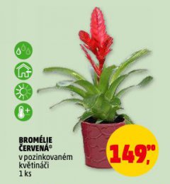 BROMÉLIE ČERVENÁ