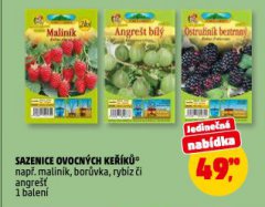 SAZENICE OVOCNÝCH KEŘÍKŮ