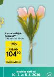 KYTICE UM�L�CH TULIP�N�