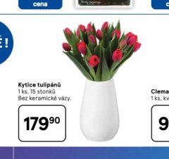 KYTICE TULIPÁNŮ