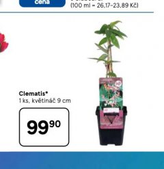 CLEMATIS