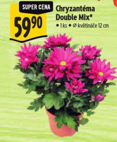 CHRYZANT�MA DOUBLE MIX