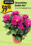 CHRYZANT�MA DOUBLE MIX