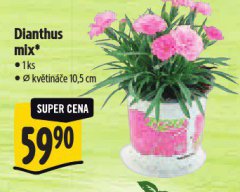 DIANTHUS MIX
