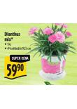 DIANTHUS MIX