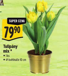 TULIP�NY MIX