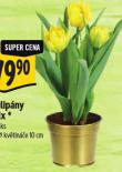 TULIP�NY MIX