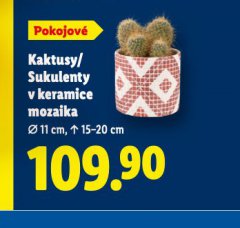 KAKTUSY / SUKULENTY