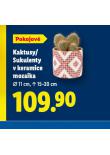 KAKTUSY / SUKULENTY