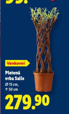 PLETEN� VRBA SALIX