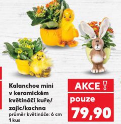 KALANCHOE MINI V KERAMICKÉM KVĚTINÁČI
