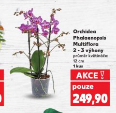 ORCHIDEA PHALAENOPSIS
