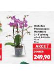 ORCHIDEA PHALAENOPSIS