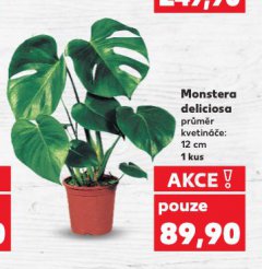 MONSTERA DELICIOSA