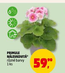 PRIMULE N�LEVKOVIT�