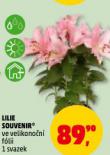 LILIE SOUVENIR