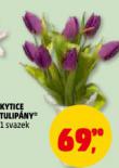 KYTICE TULIPÁNY