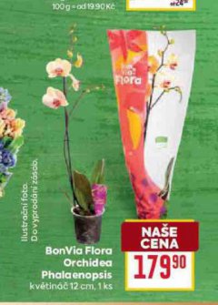 BONVIA FLORA ORCHIDEA PHALAENOPSIS