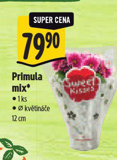 PRIMULA MIX