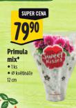 PRIMULA MIX