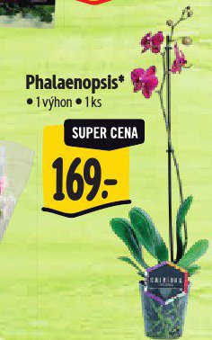PHALAENOPSIS
