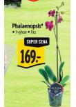 PHALAENOPSIS