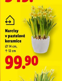 NARCISY V PASTELOVÉ KERAMICE